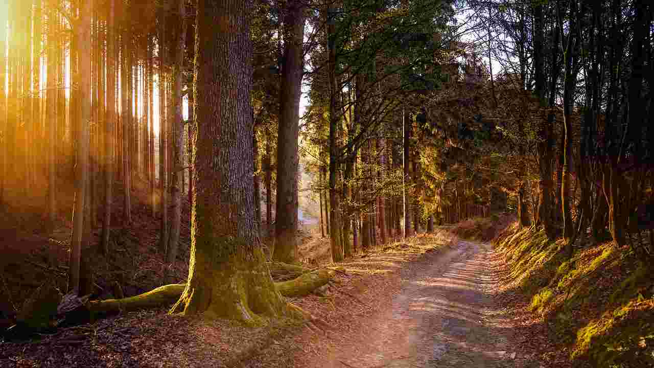 Strada nel bosco