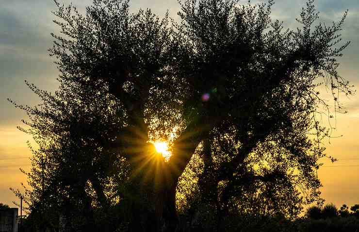 Cammini in Puglia