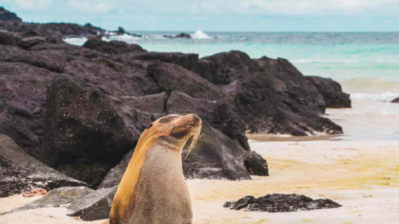 Isole Galapagos