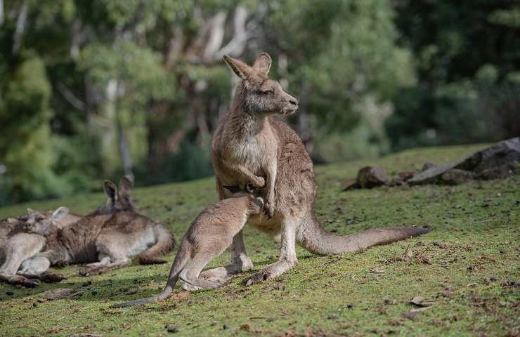I canguri in Australia