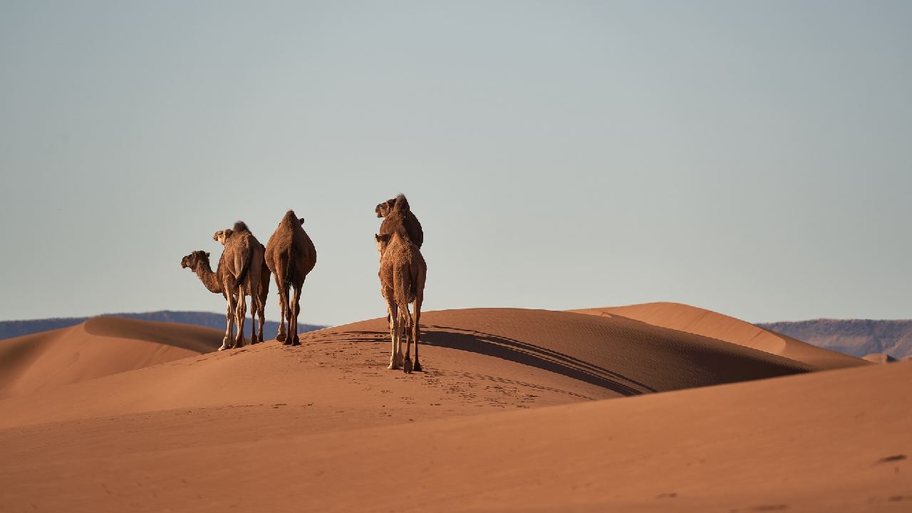 Cammelli in Marocco