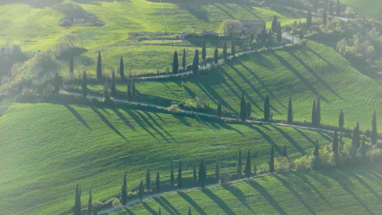 Paesaggio di cipressi