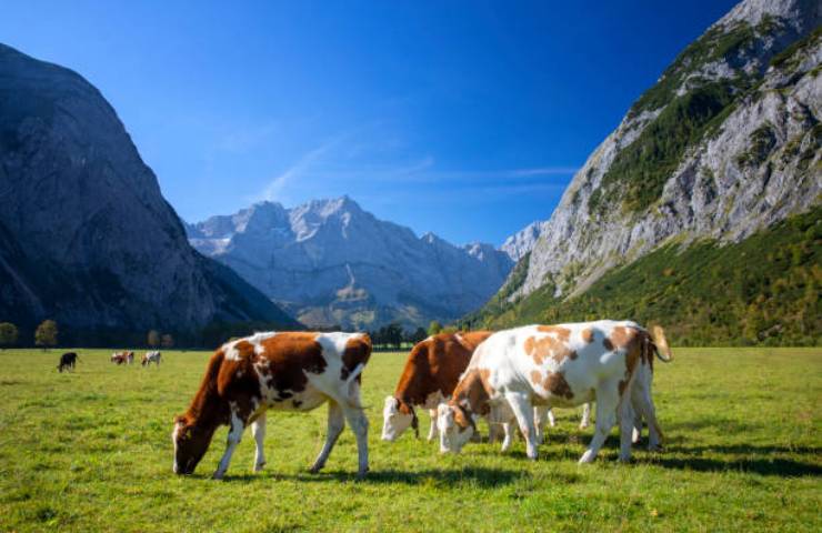 Animali al pascolo sulle Dolomiti