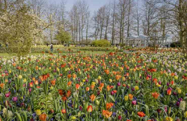 Il giardino Pink Tea al Keukenhof Park in Olanda