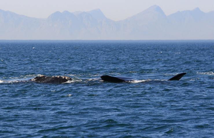 Balene a largo di False Bay