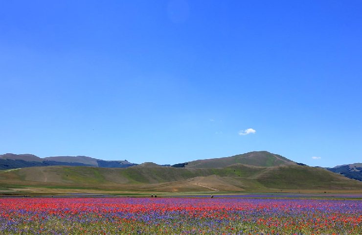 Fioritura Castelluccio