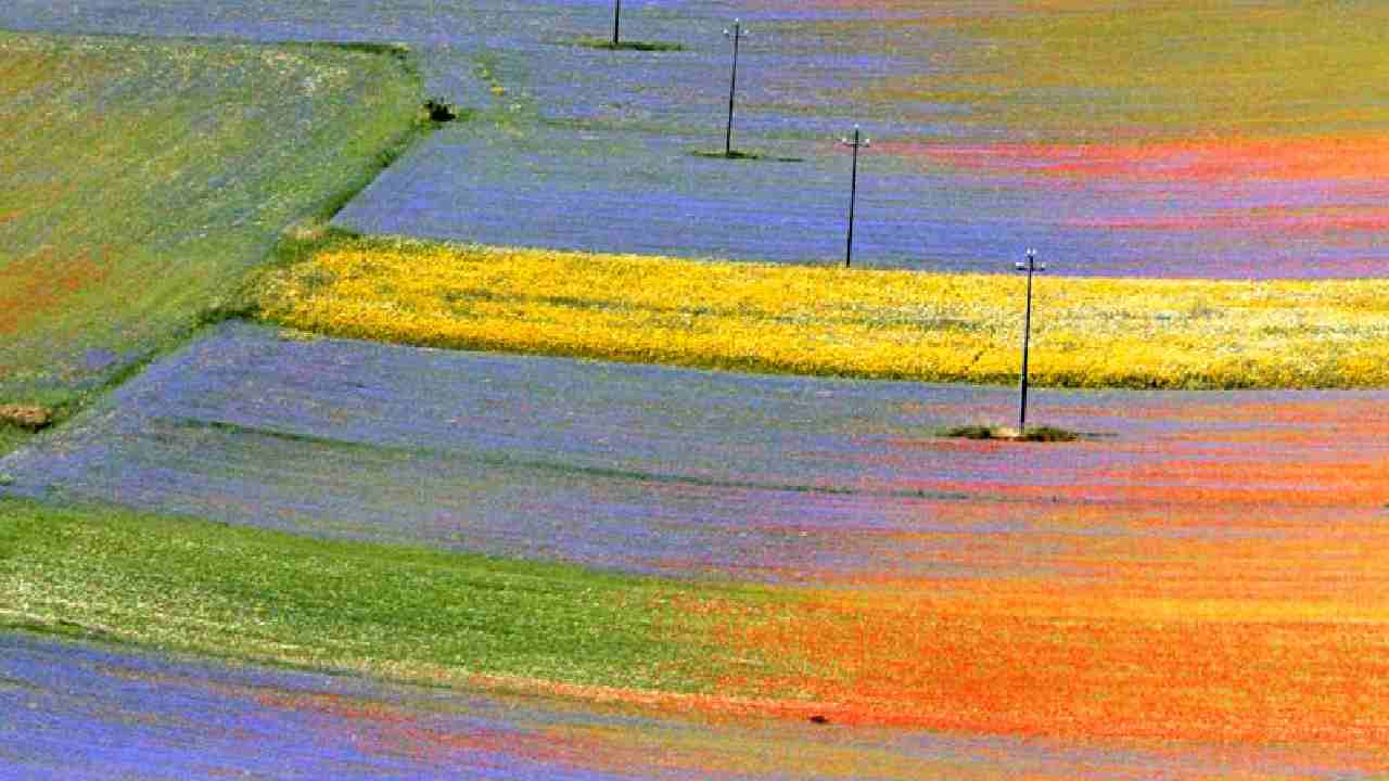 Fioritura Castelluccio Norcia