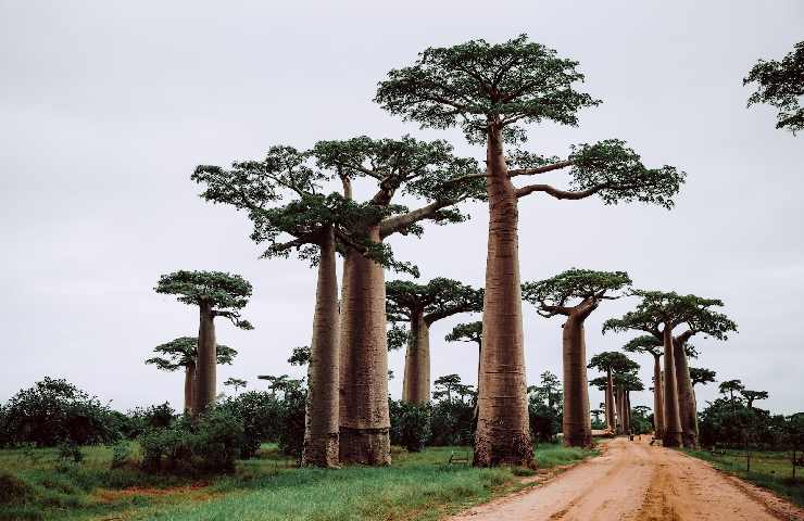 Baobab in Madagascar