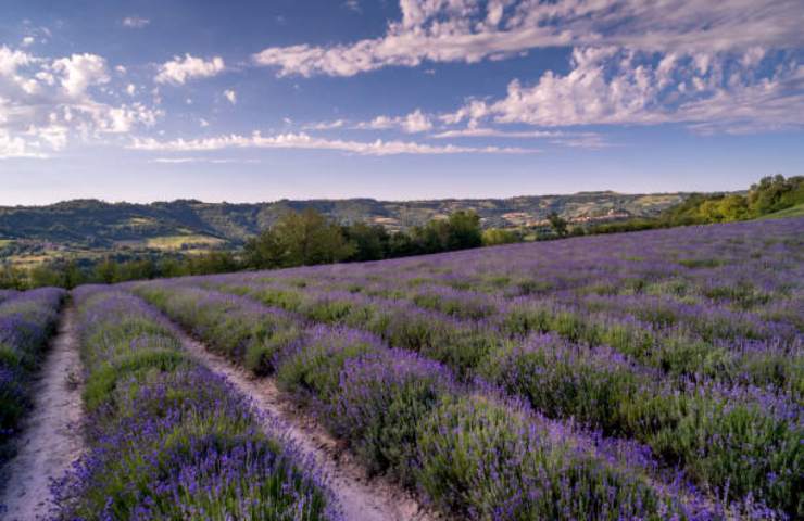 Campo di lavanda a Sale di San Giovanni in Italia