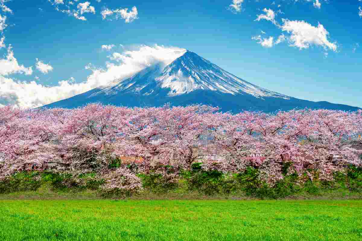 Ciliegi in fiore con uno sfondo di montagne in un paesaggio tipico del Giappone