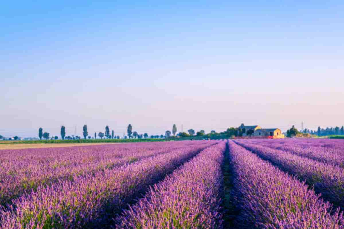 Campo di lavanda in Veneto