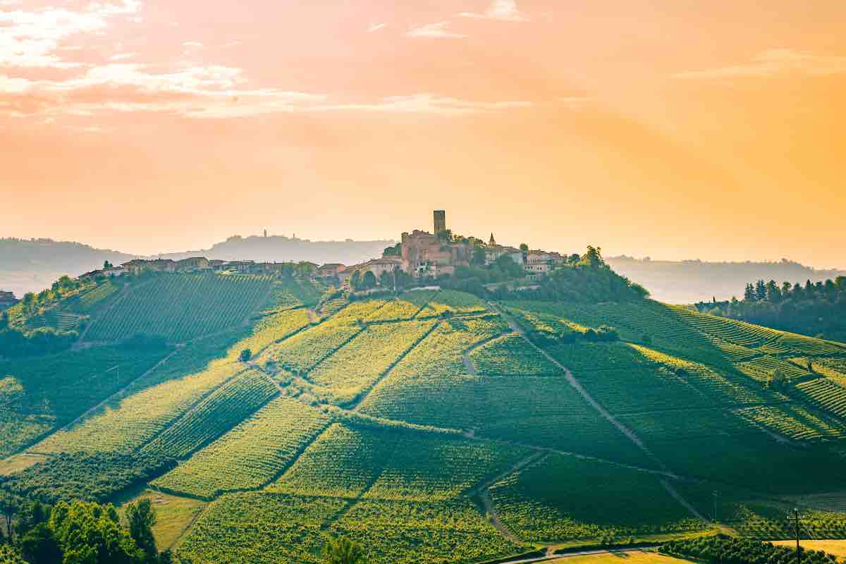 Paesaggio del Barolo, particolare