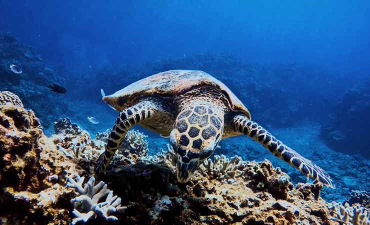 tartaruga a okinawa