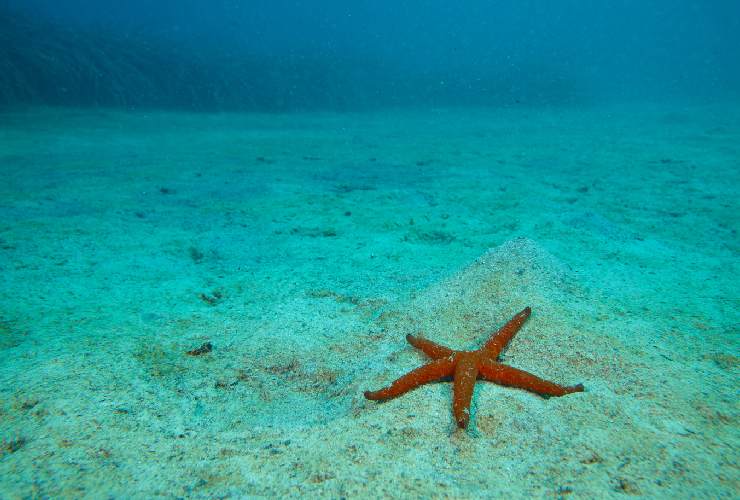 Oasi WWF in Italia: Torre Guaceto