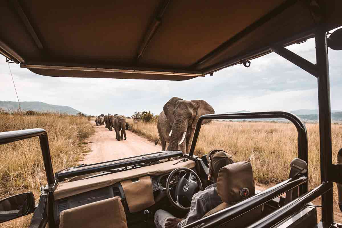 safari ed elefanti