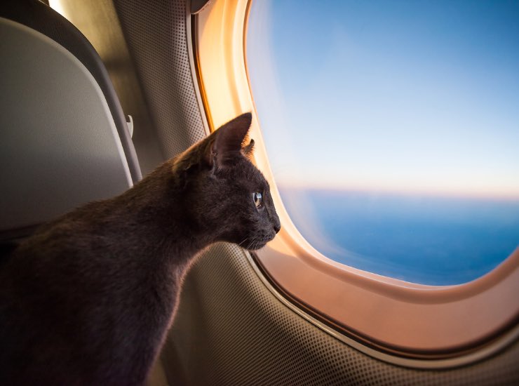 Un gatto in aereo