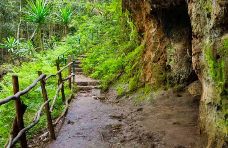 Karura Forest