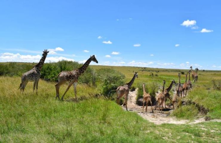 Parco Nazionale di Nairobi