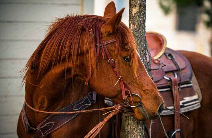 cavallo legato