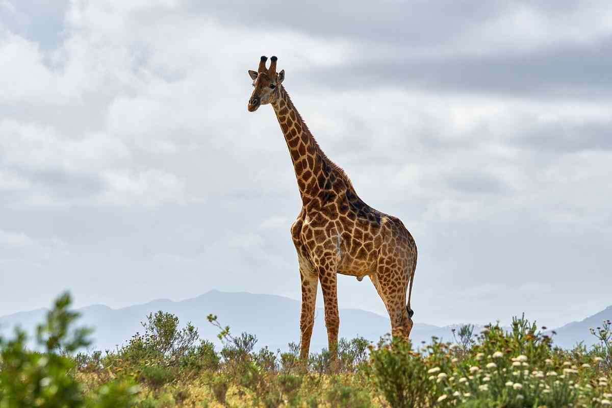 Giraffa