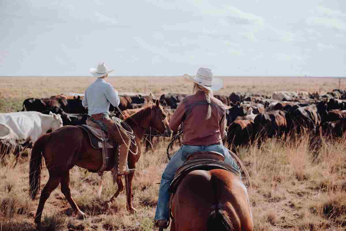 coppia a cavallo raduna la mandria