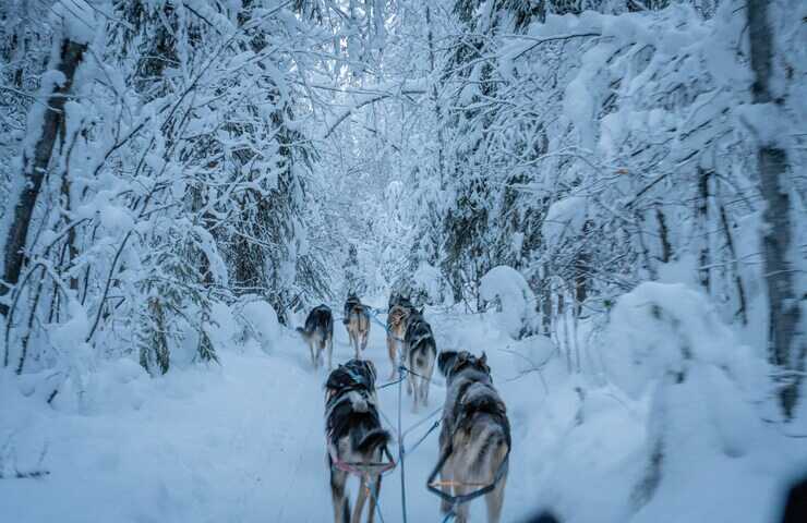 Cani trainano slitta