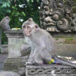 Uno scorcio della foresta delle scimmie di Ubud