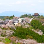 Giappone in fiore: i giardini Sakura celebrano la magia della primavera