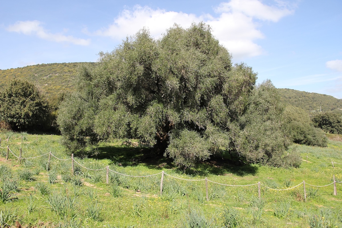 Alberi monumentali d’Italia: online la mappa